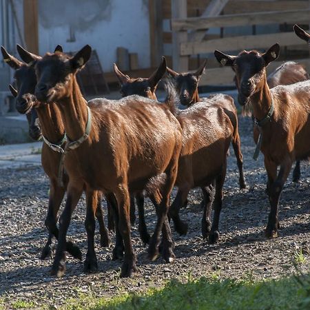 Agroturistika Kozi Farma Rožnov pod Radhoštěm Esterno foto